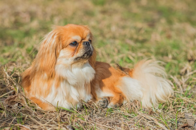 4 características do cachorro da raça pequinês 