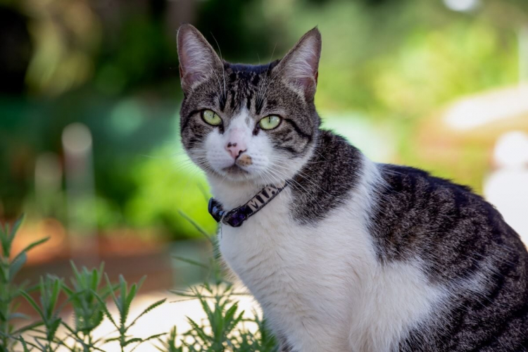 4 características do gato da raça american wirehair 