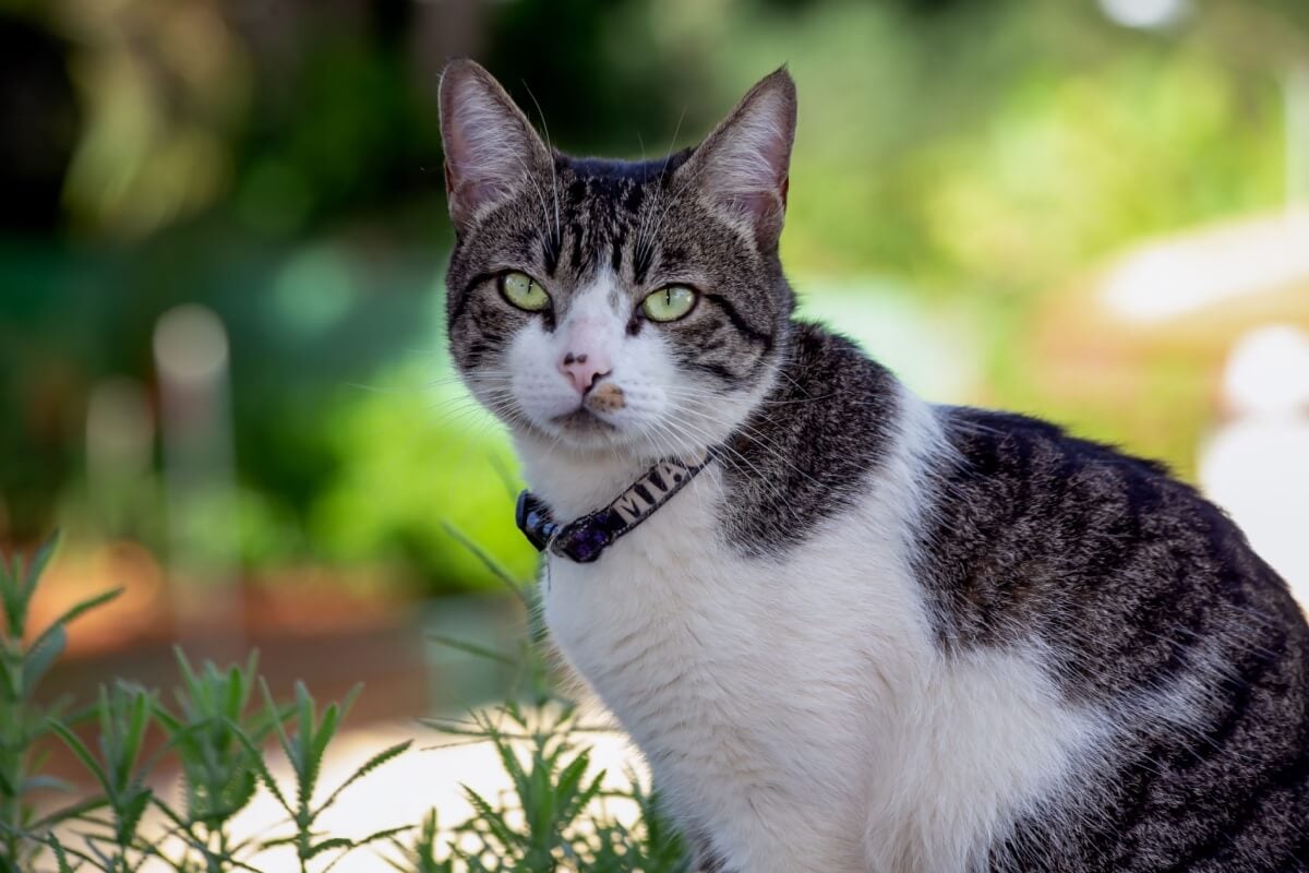 O american wirehair é um gato afetuoso e companheiro 