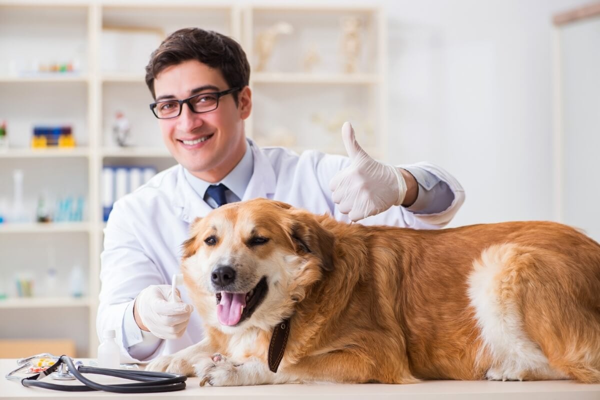 Atenção contínua à saúde preventiva garante o bem-estar dos animais 