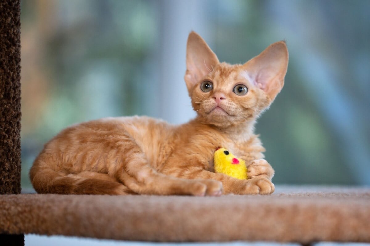 Algumas raças de gato produzem menos a proteína causadora de alergias 