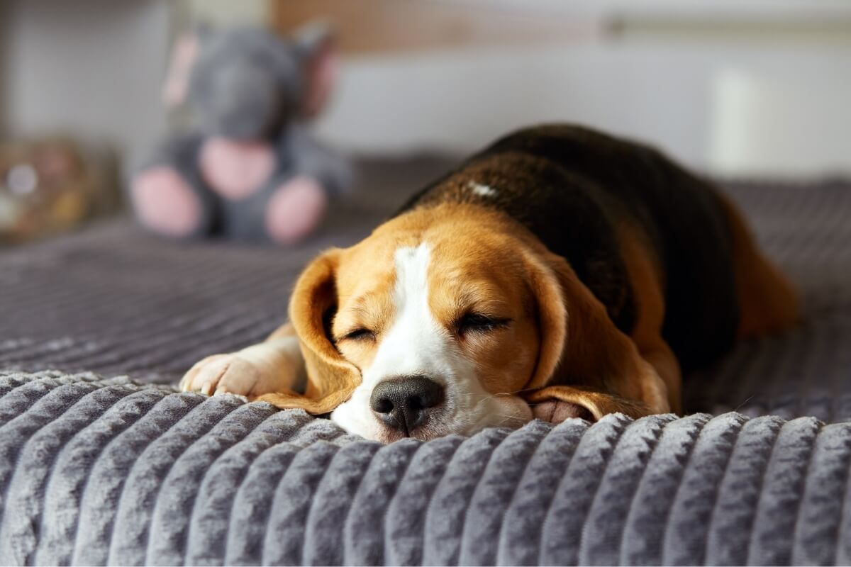 O sono de qualidade é essencial para os cachorros manterem a saúde física e mental 