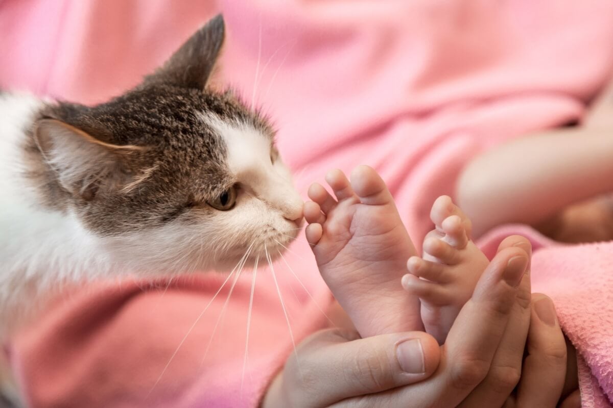 Alguns cuidados podem facilitar a adaptação do gato para a chegada do bebê 