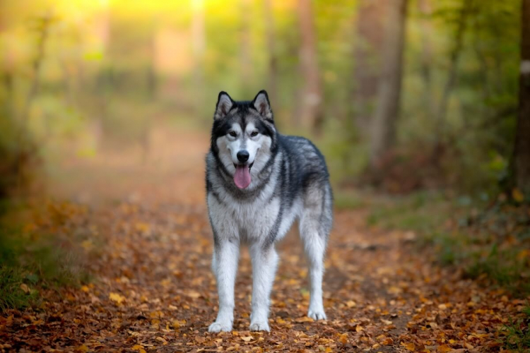 8 semelhanças entre o cachorro e o lobo