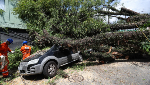 Temporal provoca queda de árvores em toda a cidade