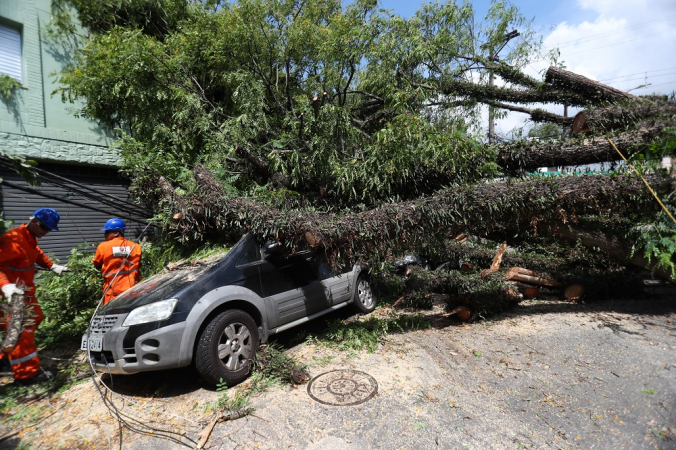 Temporal provoca queda de árvores em toda a cidade