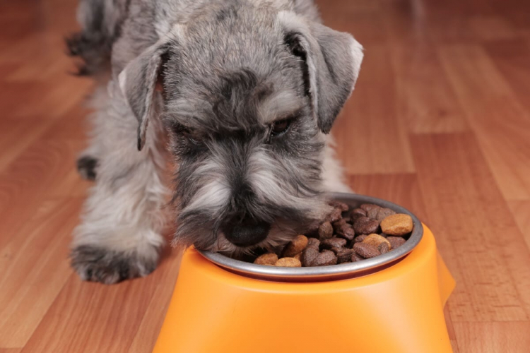 Veja o tipo de alimentação adequada para cachorro obeso