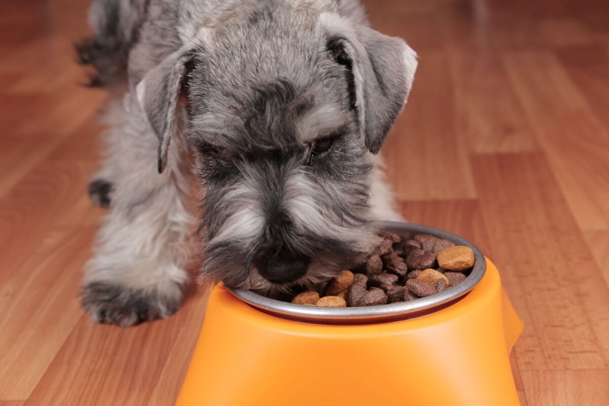 O cuidado com a alimentação é essencial para a saúde de cães obesos 