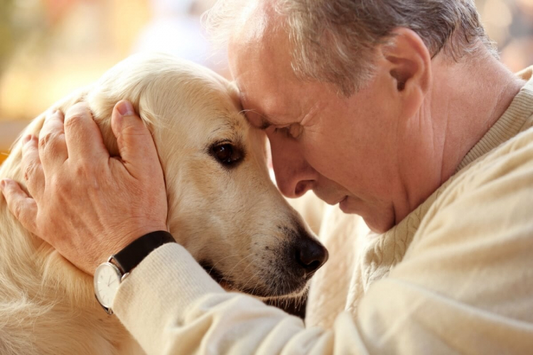 Veja os cuidados com pets com Síndrome da Disfunção Cognitiva