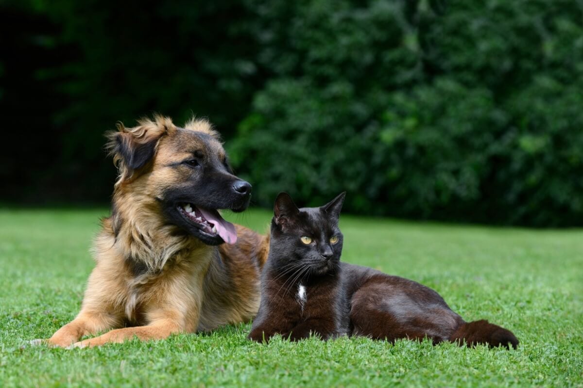 A raiva é uma doença que pode colocar a vida dos animais em risco 