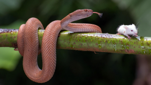 Cobra em galho