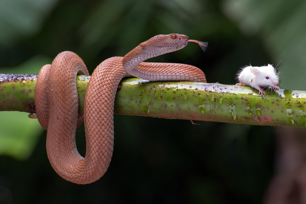 Cobra em galho