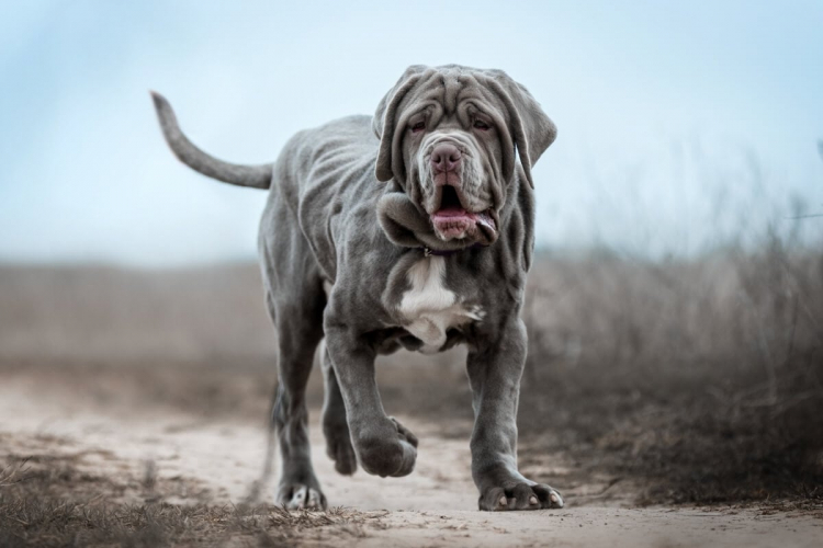 4 características do cachorro da raça mastiff