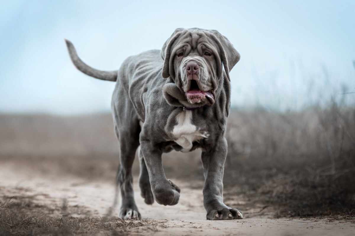 Os cachorros da raça mastiff têm um porte robusto, mas são conhecidos por sua personalidade dócil 