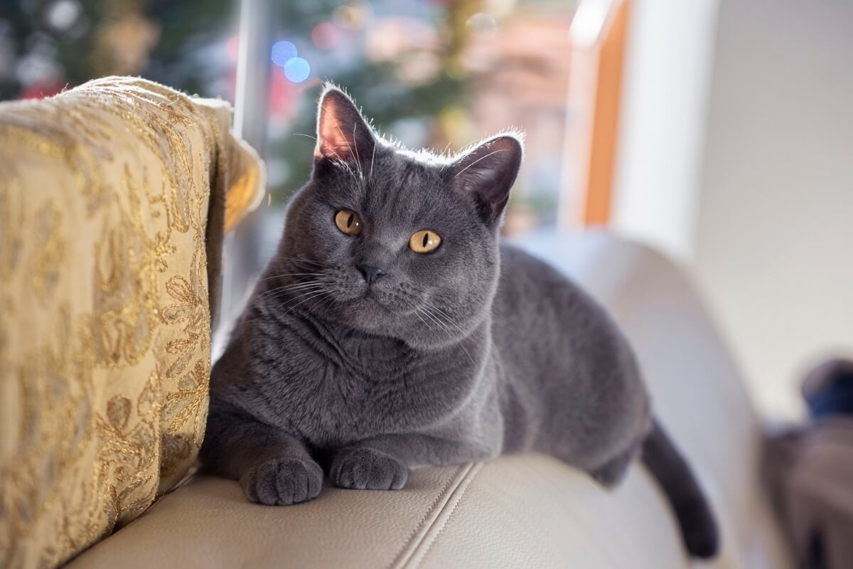 4 características do gato da raça chartreux