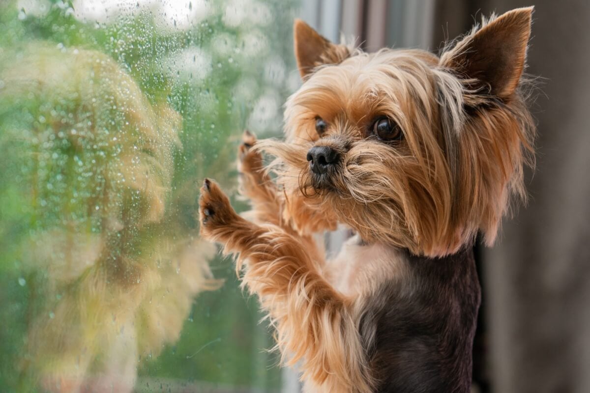 Os cachorros têm a audição sensível e podem se assustar com a chuva 