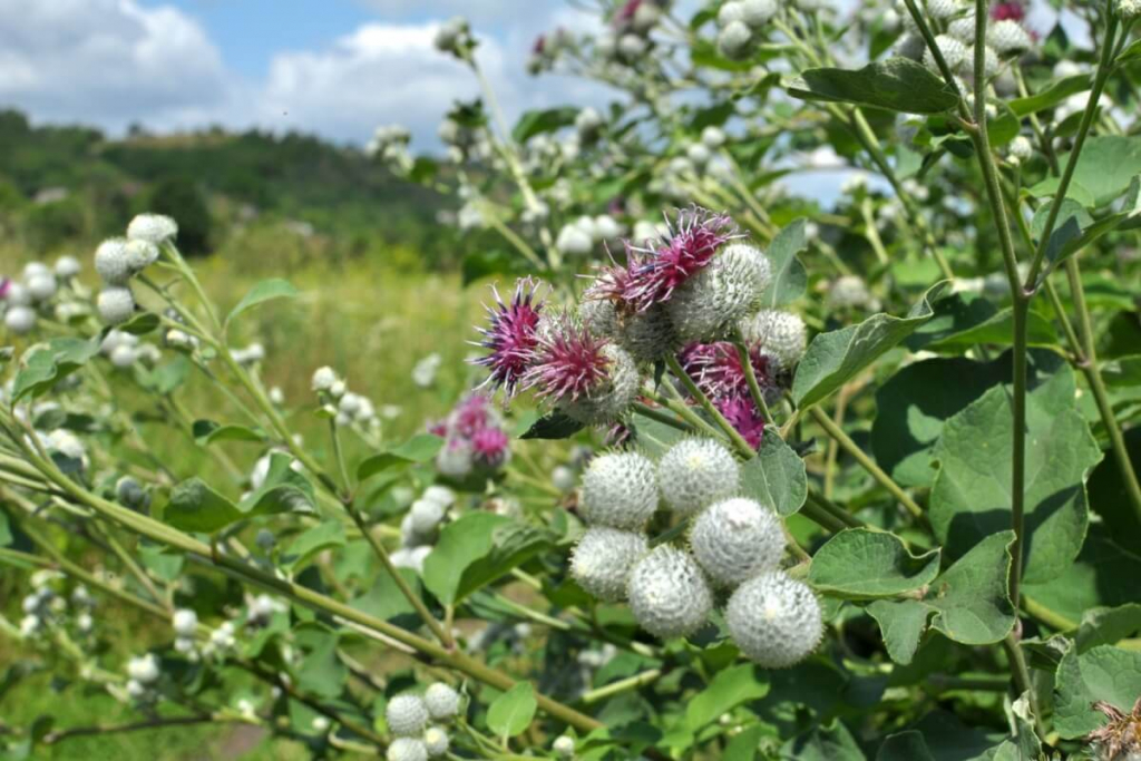 Descubra os 7 Benefícios Incríveis da Planta Medicinal Bardana para a Saúde Intestinal