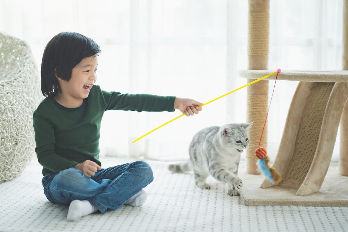 Os gatos podem criar conexões fortes com os humanos 