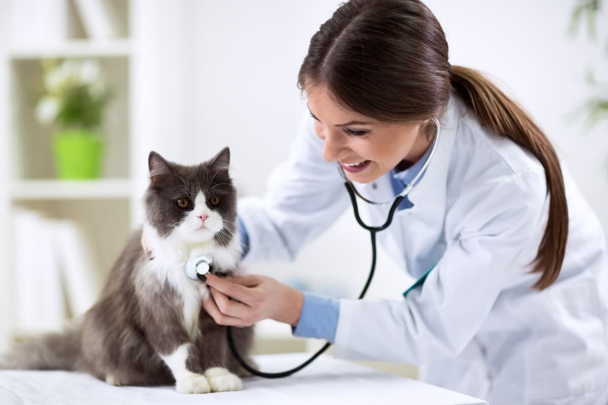 8 especialidades veterinárias e quando procurar cada uma delas