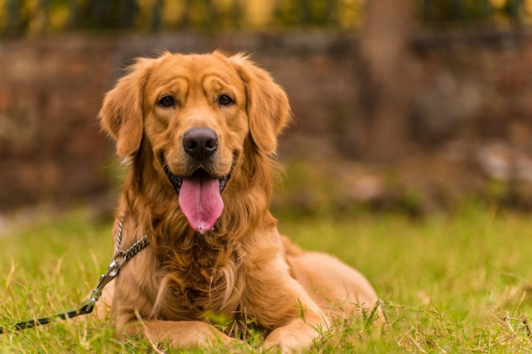 8 raças de cachorros mais carinhosas do mundo