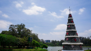 ÁRVORE NATAL-PARQUE IBIRAPUERA