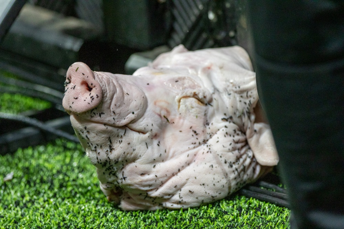 cabeça de porco atirada por torcedor no gramado durante a partida entre Corinthians e Palmeiras