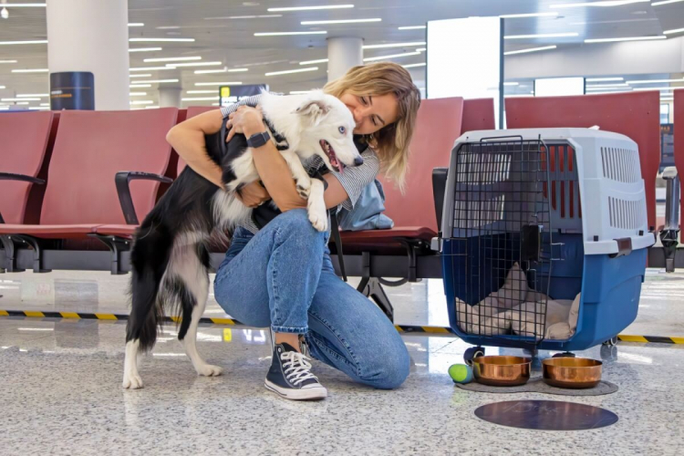 Conheça as novas regras para o transporte aéreo de animais 