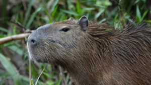 Capivara