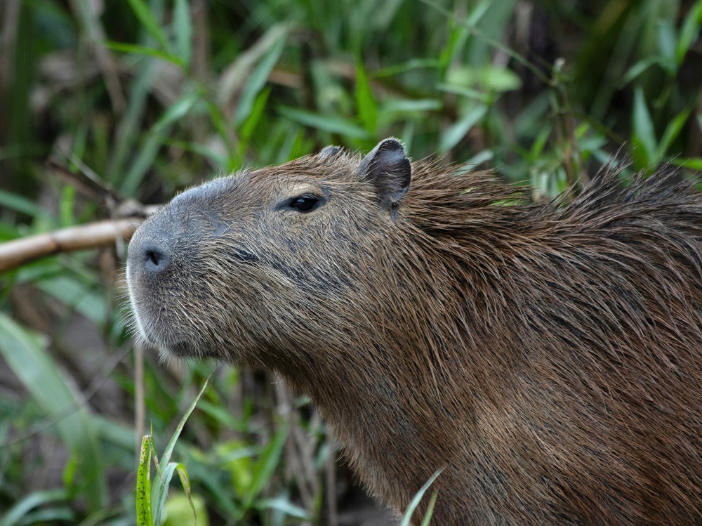 Capivara