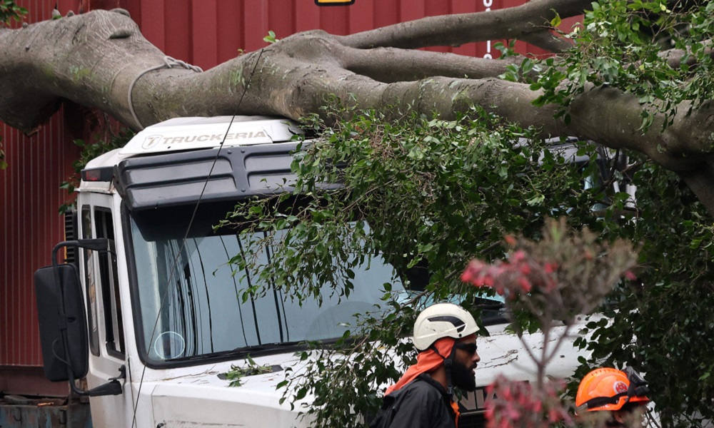 Queda de árvore na Av. Paes de Barros, em SP