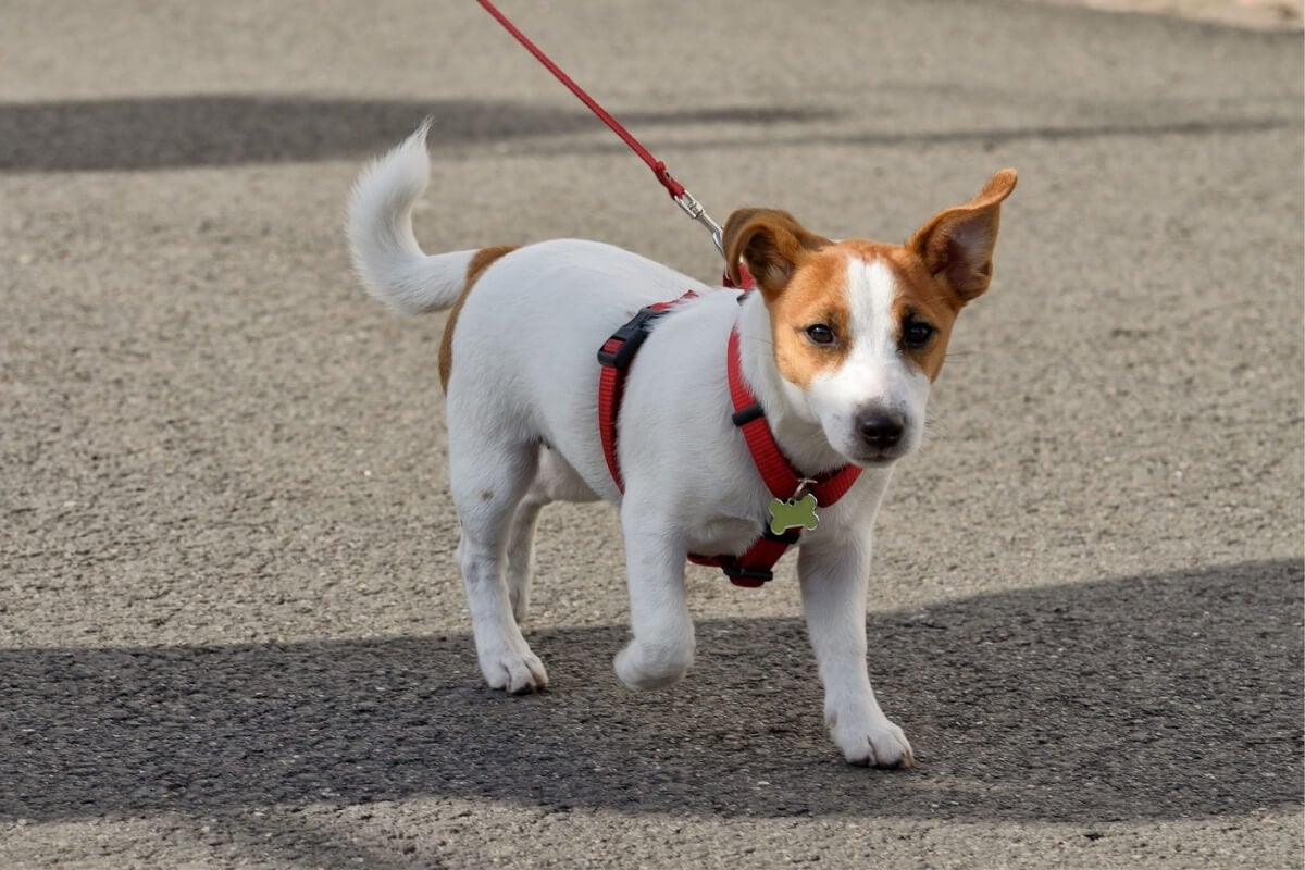 Planejar o primeiro passeio do cachorro garante a segurança e o conforto do animal 