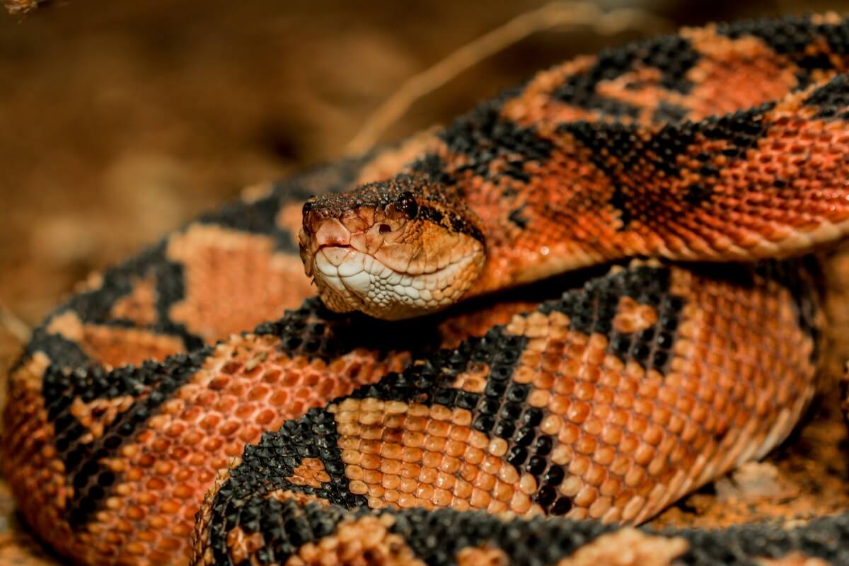 As cobra peçonhentas se destacam por seu veneno potente e características únicas 