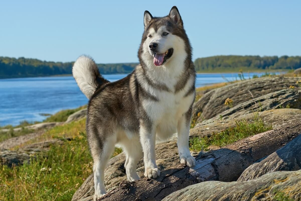 L'Alaskan Malamute attira l'attenzione per il suo aspetto maestoso e la sua storia affascinante 