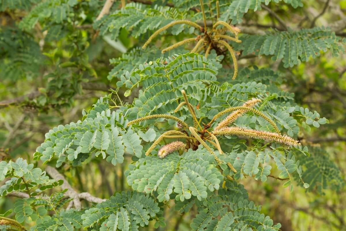 O barbatimão é uma planta com propriedades medicinais 