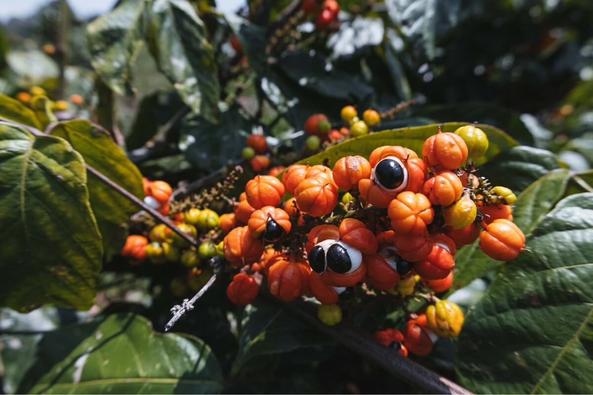 O guaraná tem propriedades que favorecem a saúde geral do corpo 