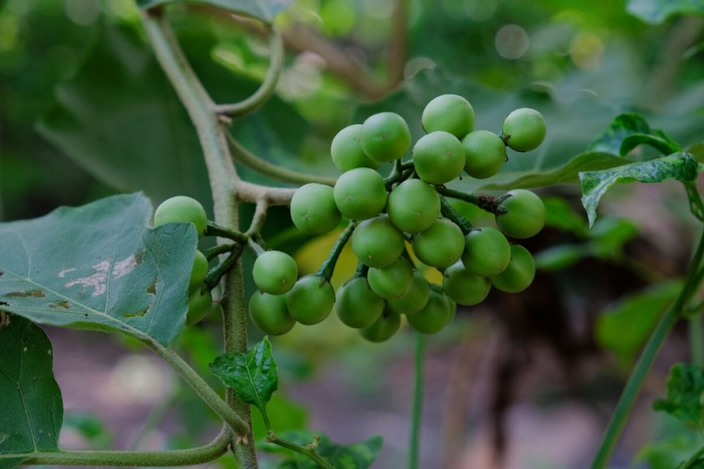 Desvendando os 5 Benefícios da Jurubeba para a Saúde: Um Aliado Natural contra o Câncer