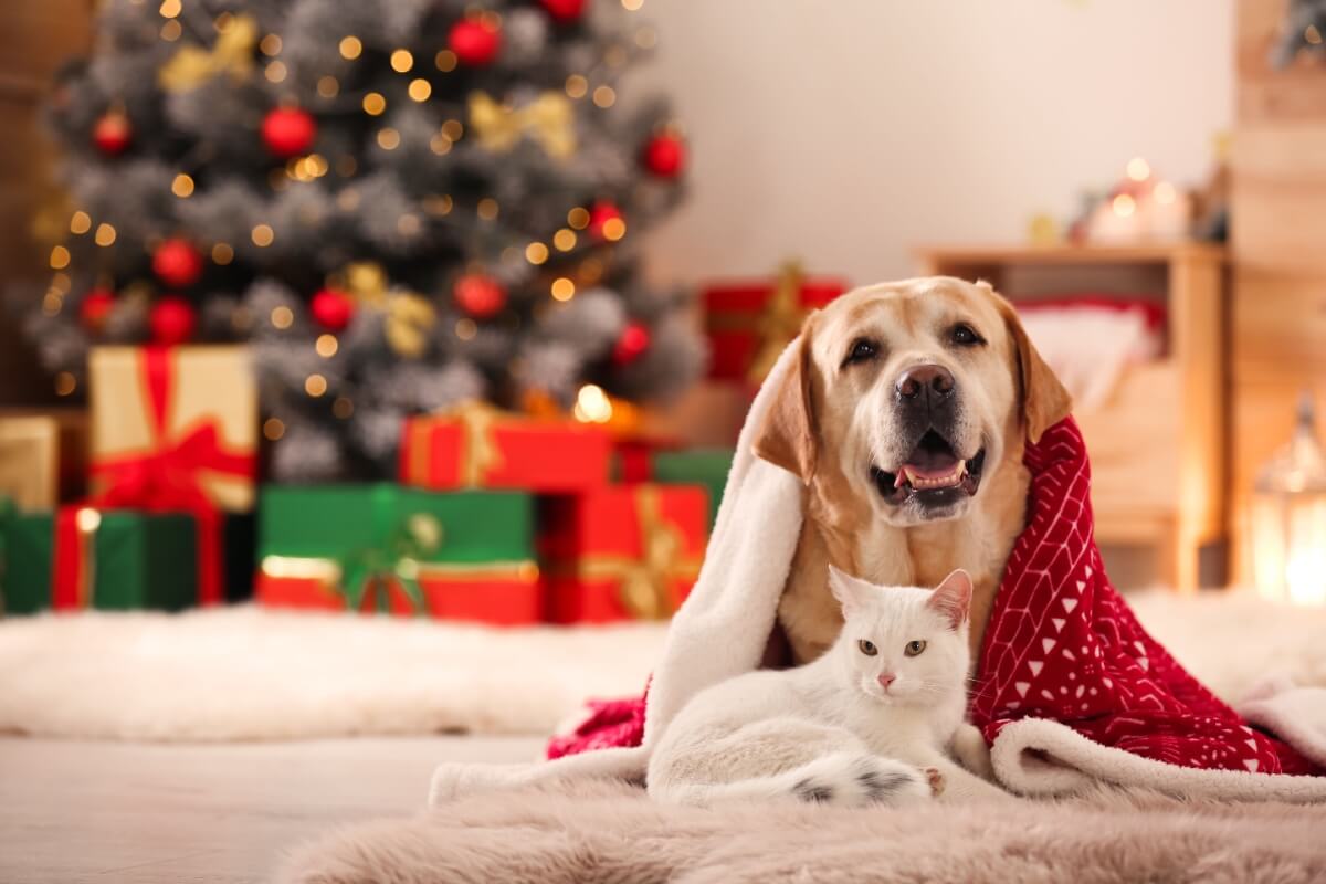 Quando a árvore brilha não só para os humanos, mas também para os peludos, o clima natalino fica ainda mais especial 