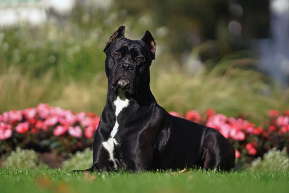 Diversas raças de cães se destacam por seu instinto de guarda e lealdade aos tutores 