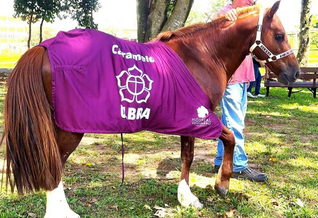 Cavallo di caramello