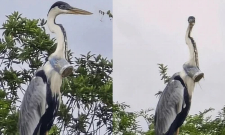 garça no copo da cabeça