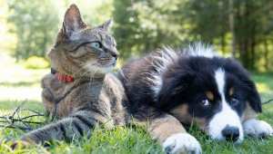 GATO-CACHORRO-PETS-ESTIMAÇÃO