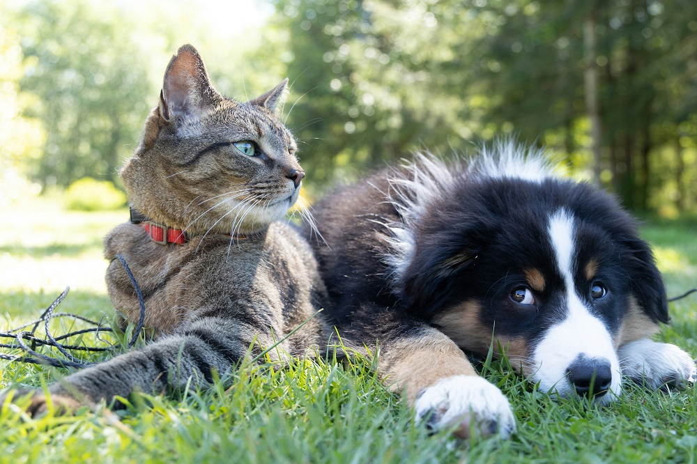 GATO-CACHORRO-PETS-ESTIMAÇÃO