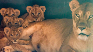 Foto das quatro leoas filhotes divulgada pelo Zoológico de São Paulo