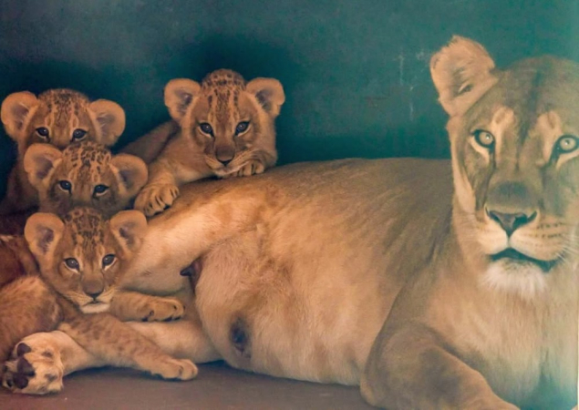 Foto das quatro leoas filhotes divulgada pelo Zoológico de São Paulo