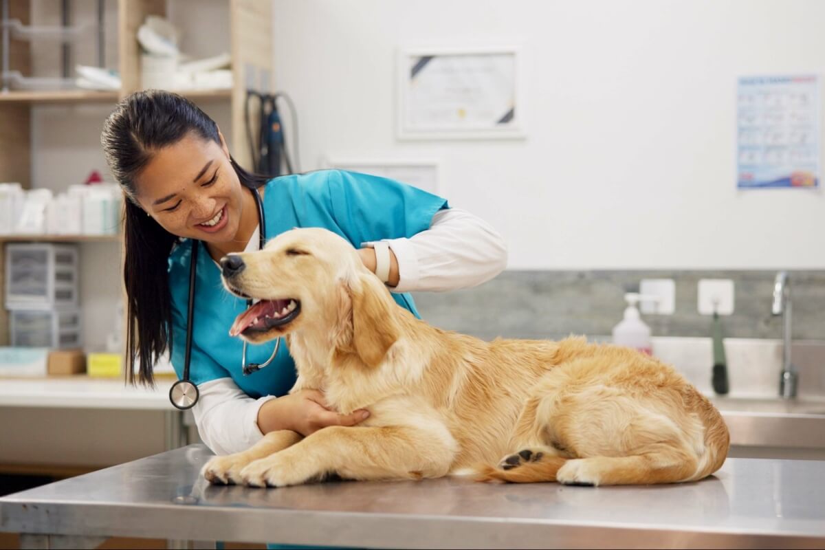 As consultas de rotina ajudam a preservar a qualidade de vida dos pets 