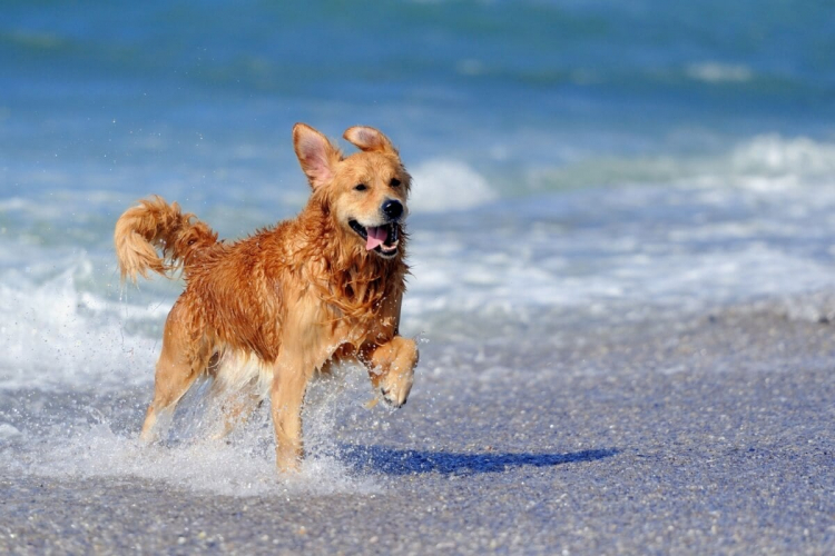 Veja os cuidados necessários com os animais na praia