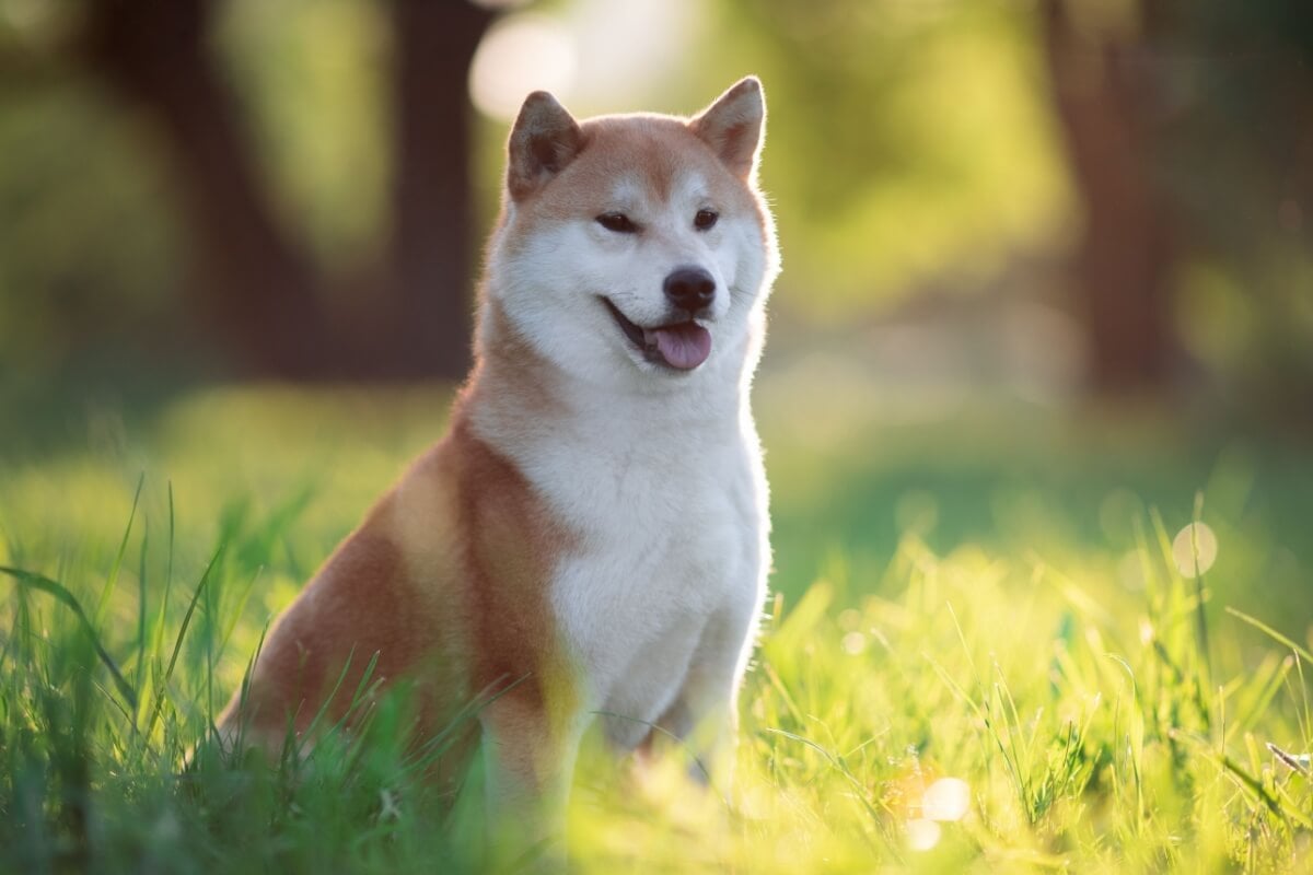 O shiba é um cachorro leal e espirituoso 