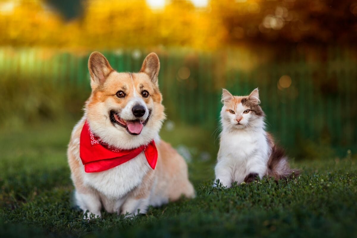 Piccole sviste possono compromettere la salute e il benessere degli animali domestici 