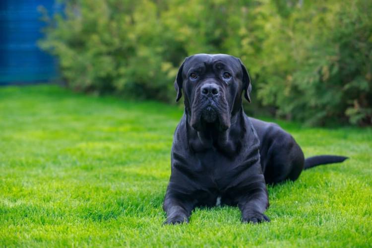 7 curiosidades sobre o cão de guarda cane corso