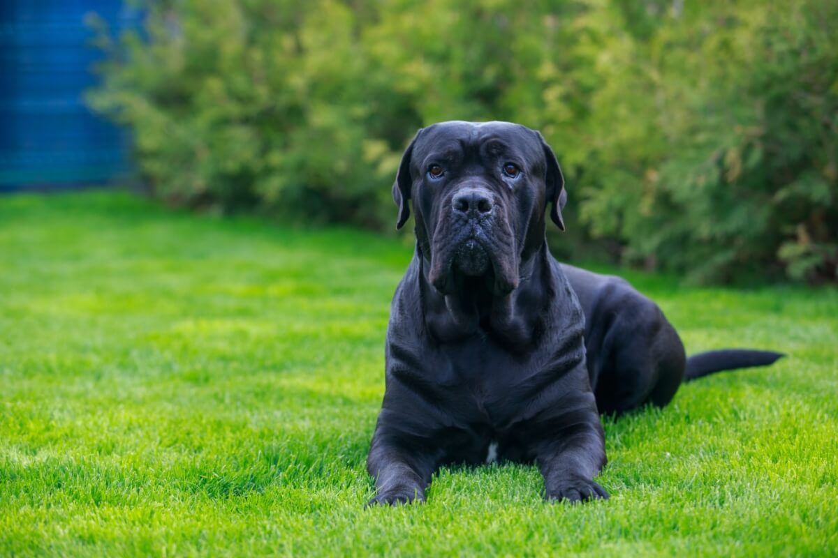 O cane corso é uma raça imponente e fascinante 